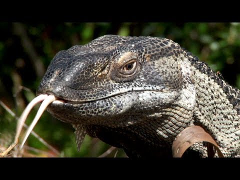 Monitor eats Alligator eggs 02, Time Laps Speed x2