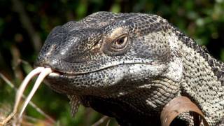 Celebrity Monitor eats Alligator eggs 02, Time Laps Speed x2 Wealth