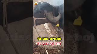 Female Calf with 1st Timer #short #shorts #youtube #foryou #everyone #bhavnagar #gujarat #viral #top