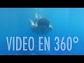 Un día con Luisito | VIDEO 360º