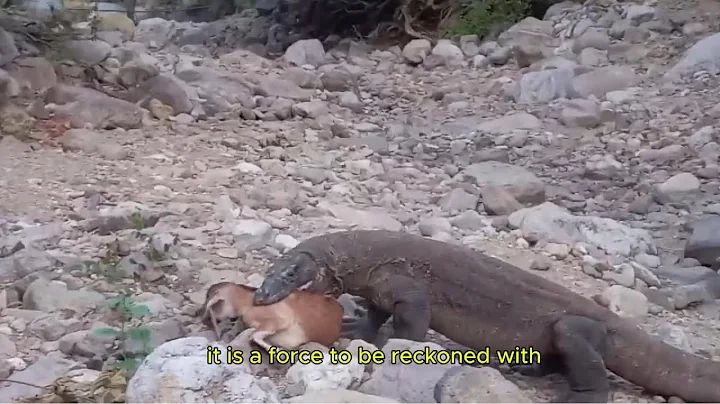 Komodo Dragon Devours Wild Boar: Nature’s Apex Predator in Action