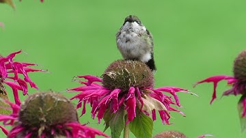 Sounds of the Ruby-Throated Hummingbird