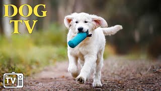 Dog TV & Dog Music: Videos Best Fun Entertainment for Bored Dogs - Anti Anxiety with Music for Dogs