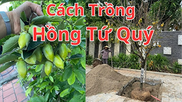 Cách Trồng Hồng Tứ Quý Hậu Lộc Thanh Hóa Cách Trồng | Nhà Vườn Vũ Tiến
