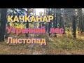 #Качканар. Утренний лес на 9-ом  в лучах восходящего солнца и.. листопад!