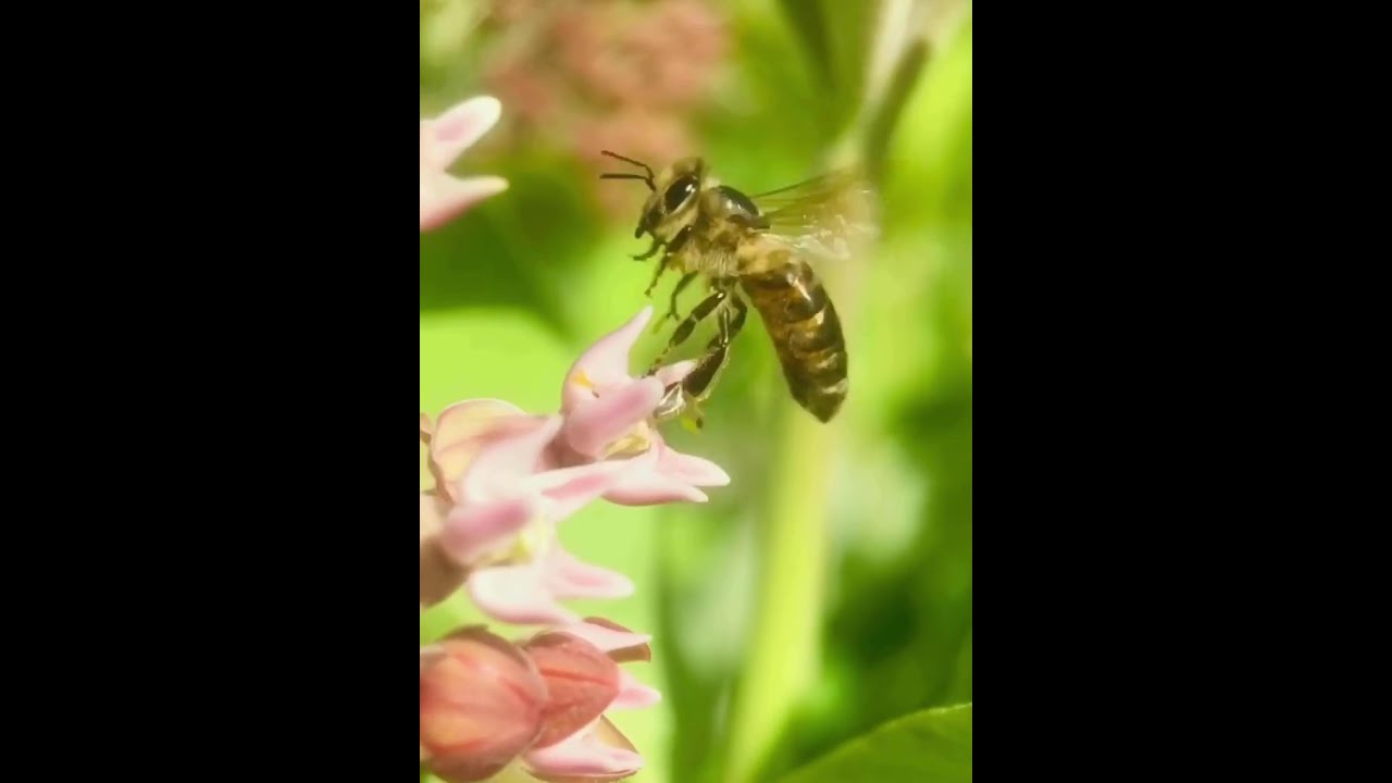 @macrotherapy Relax video for meditation with flowers and different insects
