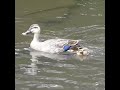 雛9羽を見捨てた母…その後に訪れた奇跡の再会🐤🦆💔✨【カルガモ親子の引っ越し】