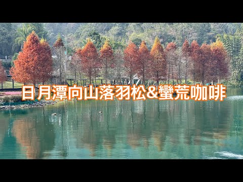 南投日月潭向山遊客中心落雨松&網美景點:蠻荒咖啡 2023.01.10