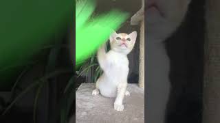 Бурманский котёнок. Мальчик красный. Питомник Freya Way Бурманский котёнок. Мальчик красный. Питомник Freya Way