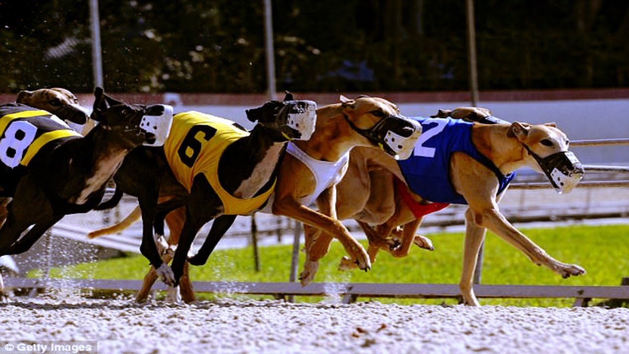 greyhound racing youtube        <h3 class=