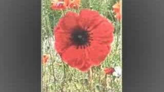 remembrance day 2006