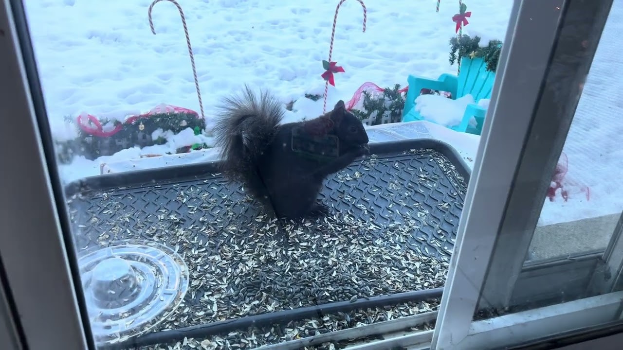 Она сыграла звук белки… и вот как она читала 🏃🐿️