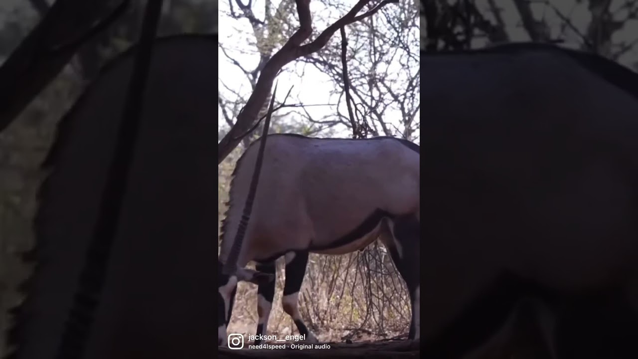 HEART SHOT!! Monster Oryx with a bow! 