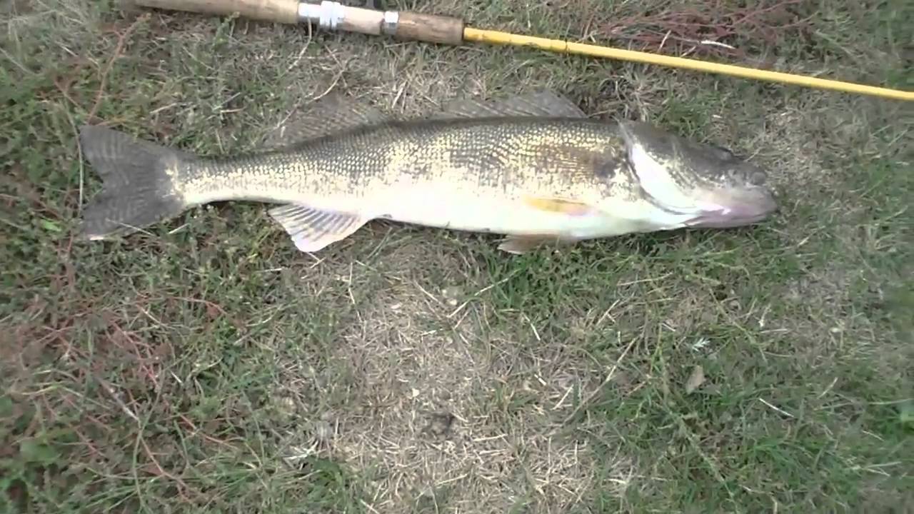 six pound walleye Delco Park Pond Kettering,Ohio YouTube