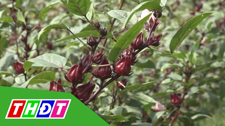 Top 18 cây hoa atiso đỏ