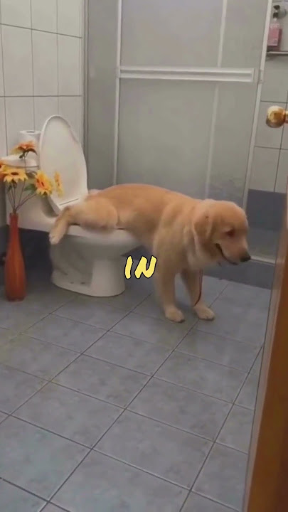 Funniest Animals 2023 #101😹😁🐶