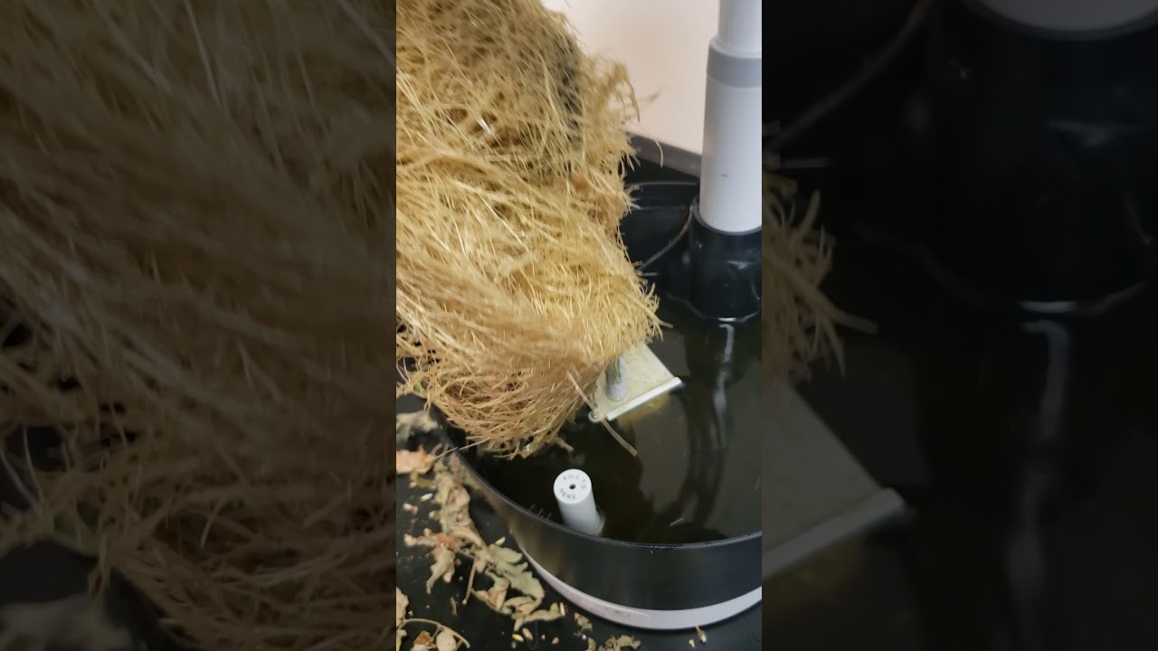 Easy root removal hydroponic tomatoes