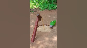 Genius Parrot Trap Idea #shorts