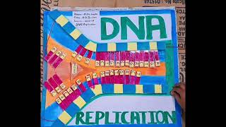 DNA REPLICATION working model / A DNA Replication model (ideas for project about DNA Replication