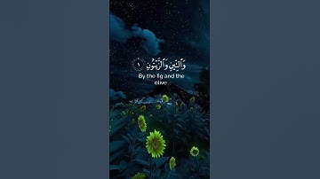 التين والزيتون #قرآن #كل_يوم_سورة