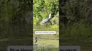 Blue Heron swallows a Muskrat. Don’t watch if squeamish about one animal eating another.
