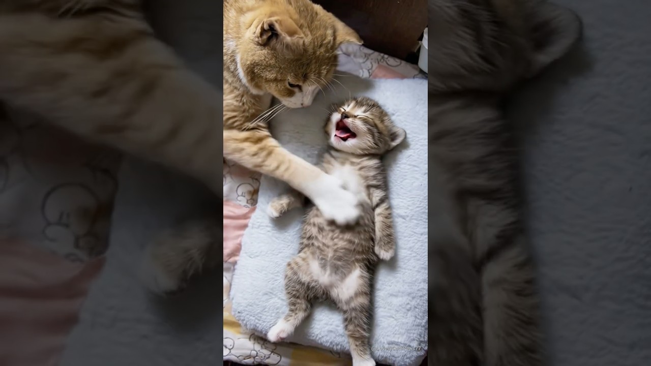 Kitten Eats Too Much and Gets a Belly Rub from Mom