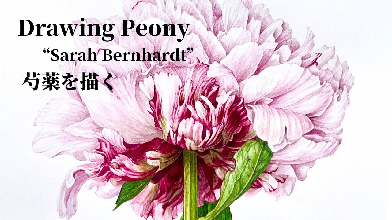 Drawing Peony 