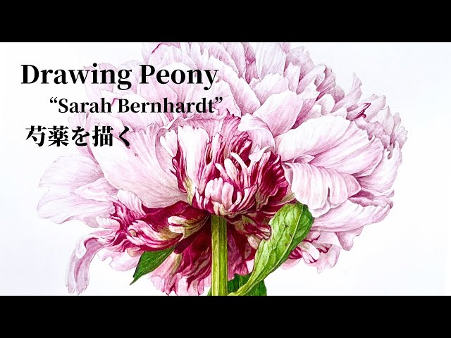 Drawing Peony 