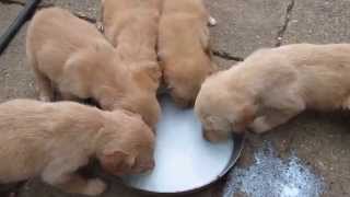 Annemizin Sütünün Yerini Tutmasa Da Içmeye Devam ...