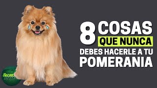 8 Things You Should Never Do To Your Pomeranian
