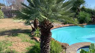 Trimming Mediterranean Fan palms in Central Texas @CraigMoser