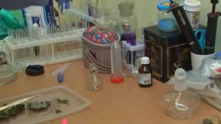 Triple Secret Life Of Lichens