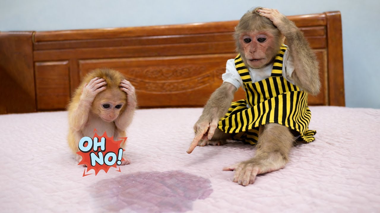 Super Cute! Monkey Kyo’s Crazy Reaction After Seeing Buna’s Mishap
