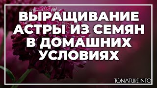 Выращивание астры из семян в домашних условиях | toNature.Info