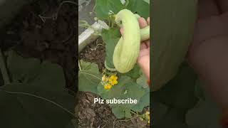chat Se kaladi ki harvesting