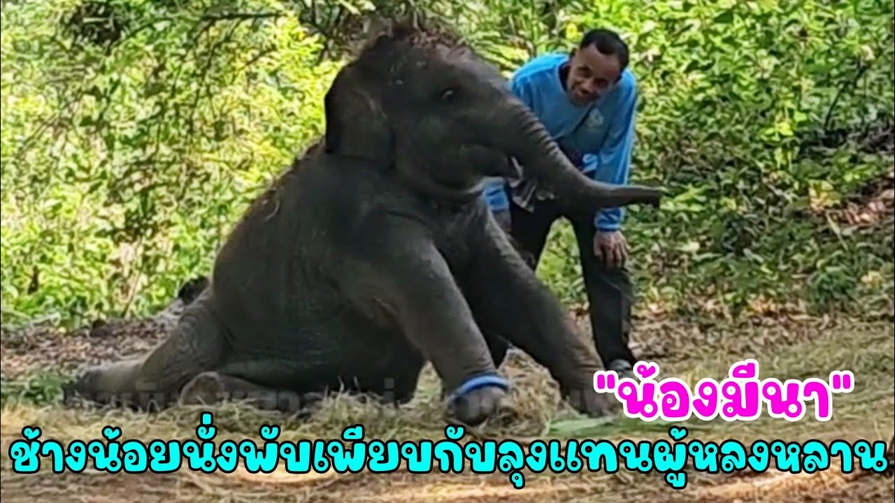 น้องมีนา วันนี้อยู่ใต้ร่มไม้ ลุงแทนเอาหญ้ามาให้ยัยหนูก็นอนทับเกลือกกลิ้งหยิบมาโปรยใส่หัวเล่นเพลินเลย