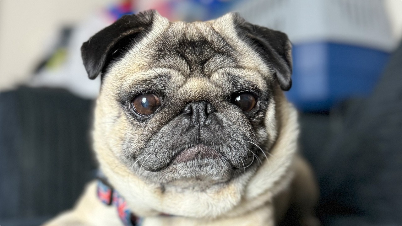 Pug Dogs BARKING Sounds Funny Video Pugs YouTube Maxresdefault