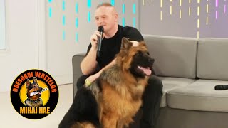 Mihai Nae @ A7 TV 📺 Zeus the Long-Haired German Shepherd