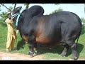 The Biggest Bulls in the World