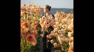 Becoming the face of your farm and breeding the Floret Originals varieties with Erin Benzakein of...