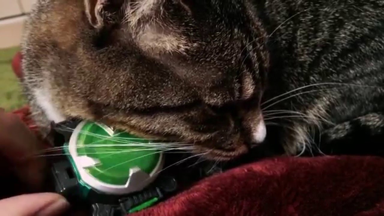 猫にゴーストアイコン Youtube