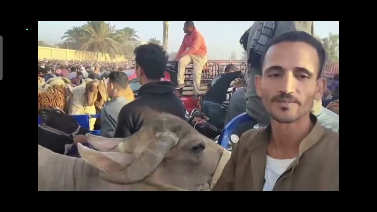 ازدحام شديد من سوق دمنهور الدولي اسعار عجول وعجلات البقر وعجول البتلو فضلا منكم الاشتراك بالقناة 