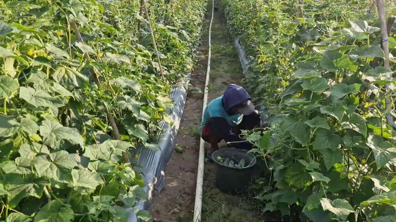 SMART IDEA: PICKING CUCUMBERS IN THE GARDEN USING ONLY BARE HANDS! - Agriculture Gardening