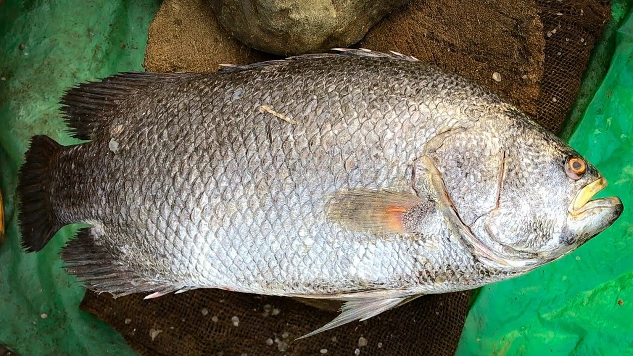 Cutting Up A Big Tripletail Fish Into Pieces, Fish Cutting Skills Bangladesh Market