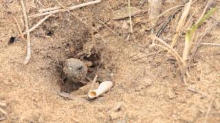 Turtle Hatching Time Lapse