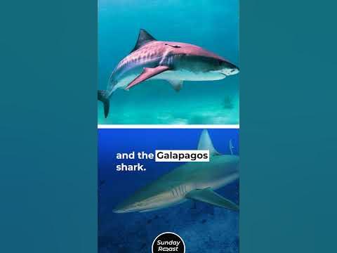 7 Most Shark-Infested Beaches in the World - YouTube