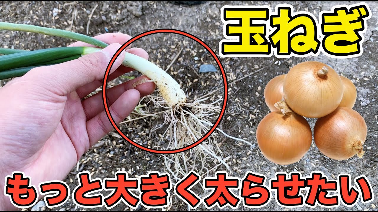 Onion cultivation] Want to make your onions thicker? Reasons why