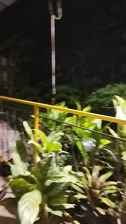 santai di puncak#shorts #viral #viralvideo #sad
