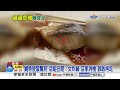 便當"鯖魚長蛆"反控嫌貴抹黑?! 公糧"驚見米蟲"民眾嚇!│中視新聞 20260611