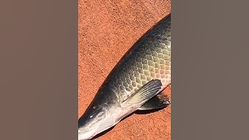 Câu con cá khổng lồ bằng mồi cá nhỏ #cacconvat #docla #fishing